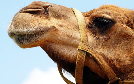 Veganism is Stunting Growth of Camel-Milk Industry