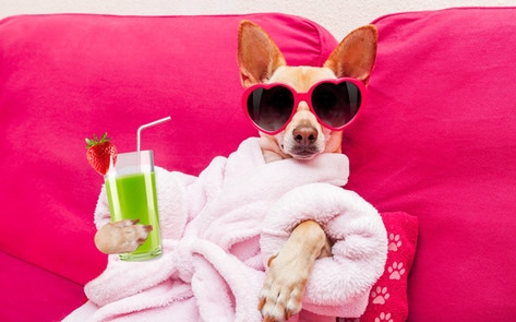VegNews.RelaxingChihuahua