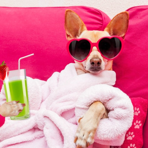 VegNews.RelaxingChihuahua
