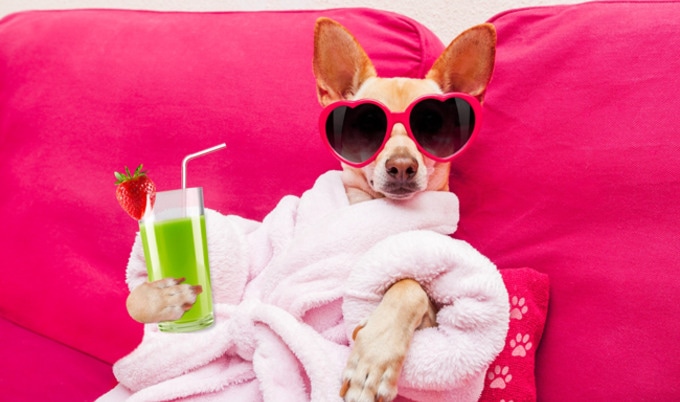 VegNews.RelaxingChihuahua