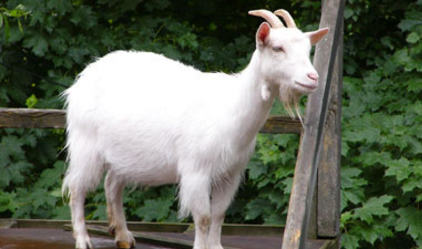 NY Vets Help Disabled Animals