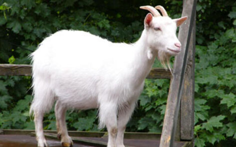 NY Vets Help Disabled Animals