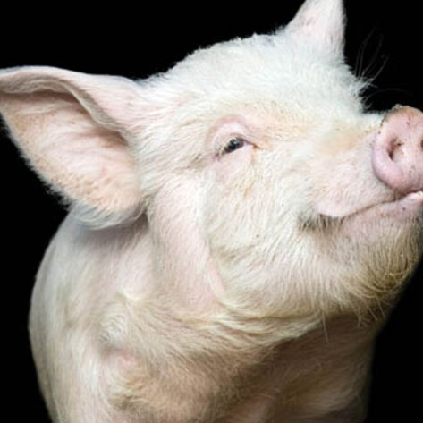 Gallup Poll: Americans Support Animal Rights