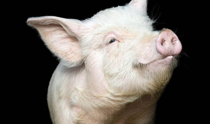 News.Pig.LG