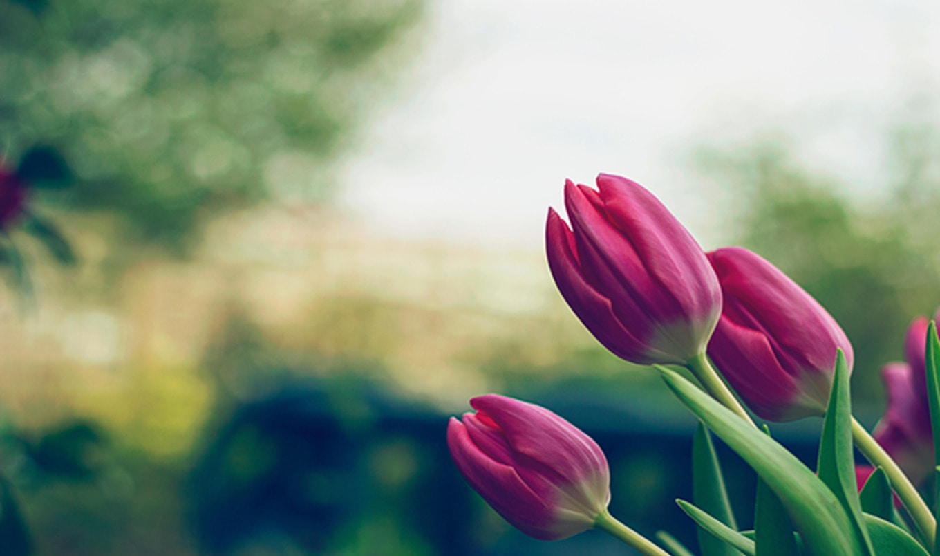 5 Ways to Celebrate Spring with a Vegan Twist