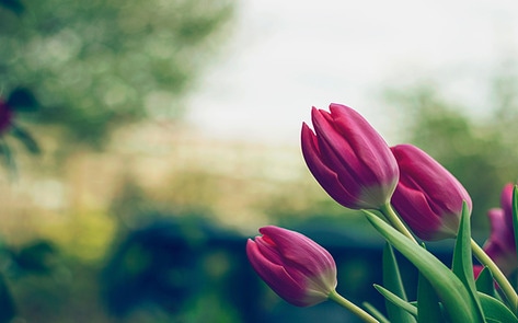 VegNews.Tulips