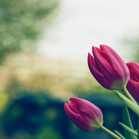 5 Ways to Celebrate Spring with a Vegan Twist