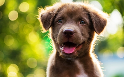 Biotech Startup Develops Fungus-Based Clean Pet Food