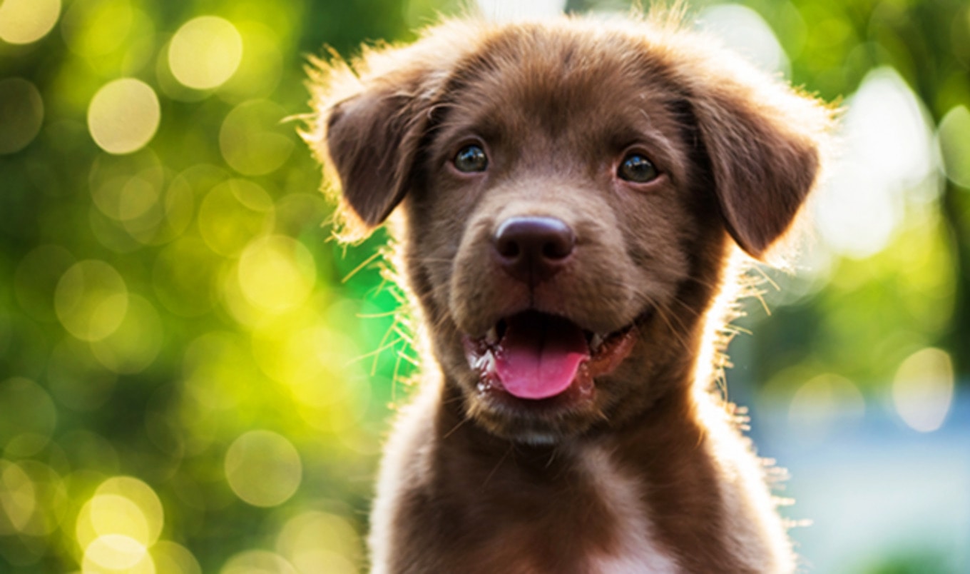 Biotech Startup Develops Fungus-Based Clean Pet Food