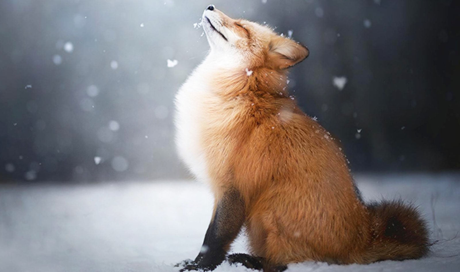 Luxury Brand Coach Bans Fur