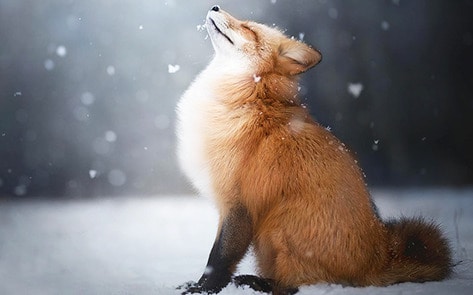 Luxury Brand Coach Bans Fur