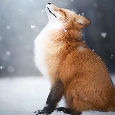 Luxury Brand Coach Bans Fur