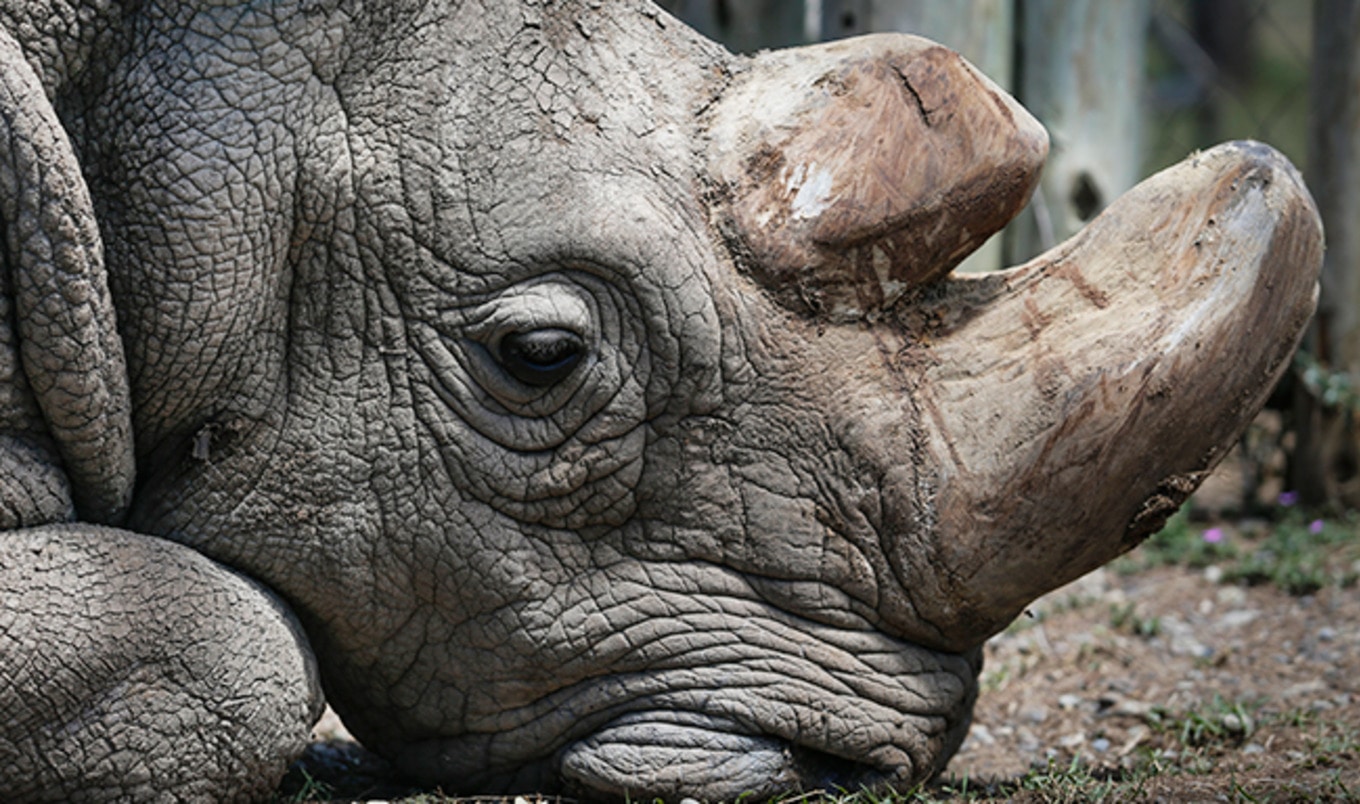 World's Last Male Northern White Rhino Dies