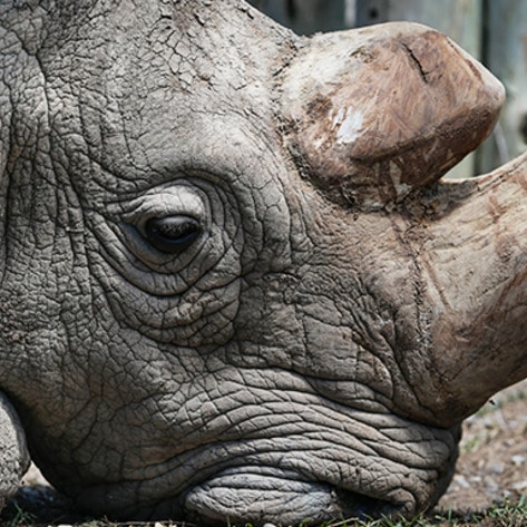 VegNewsSundanRhino