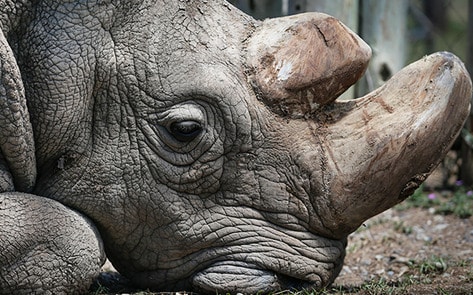 VegNewsSundanRhino