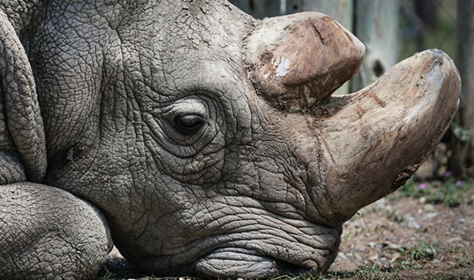VegNewsSundanRhino