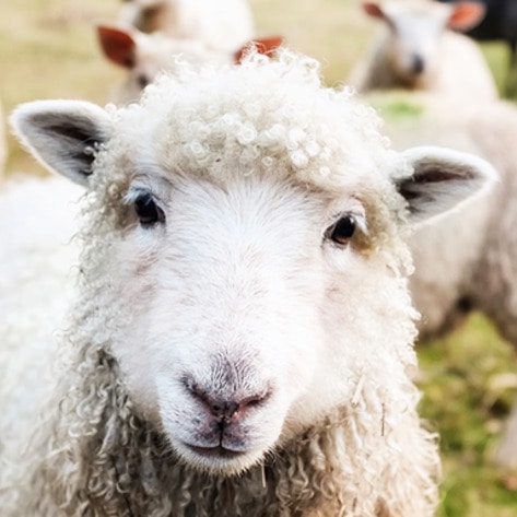 VegNewsSheep2