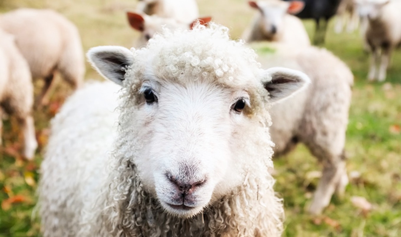 Vegan Protest Shuts Down 27-Year-Old Easter Sheep Race