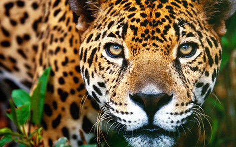 VegNewsJaguar