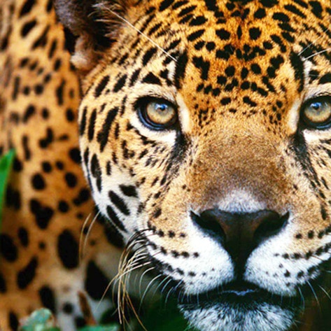 VegNewsJaguar