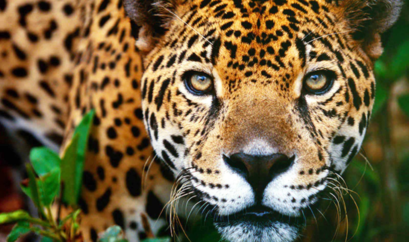 Animal Agriculture Is Killing Jaguars in South America
