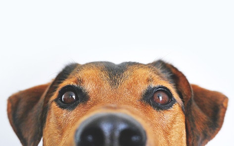 It's Time Your Dog Went Vegan