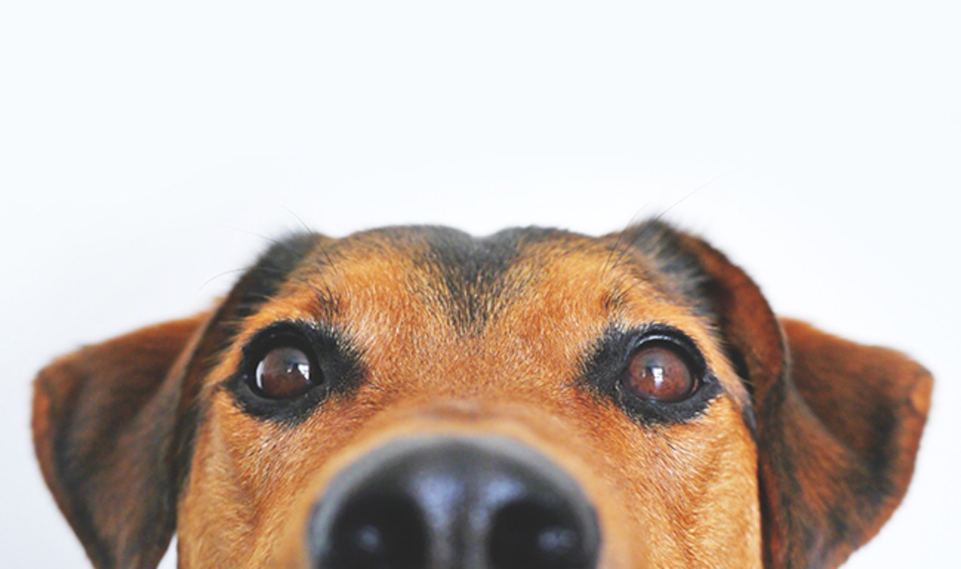 It's Time Your Dog Went Vegan