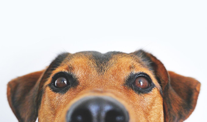 VegNews.DogNoseWhite