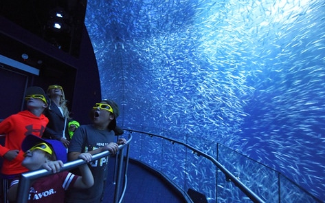 Vegan Prince Brings Fish-Free Aquarium to Saudi Arabia