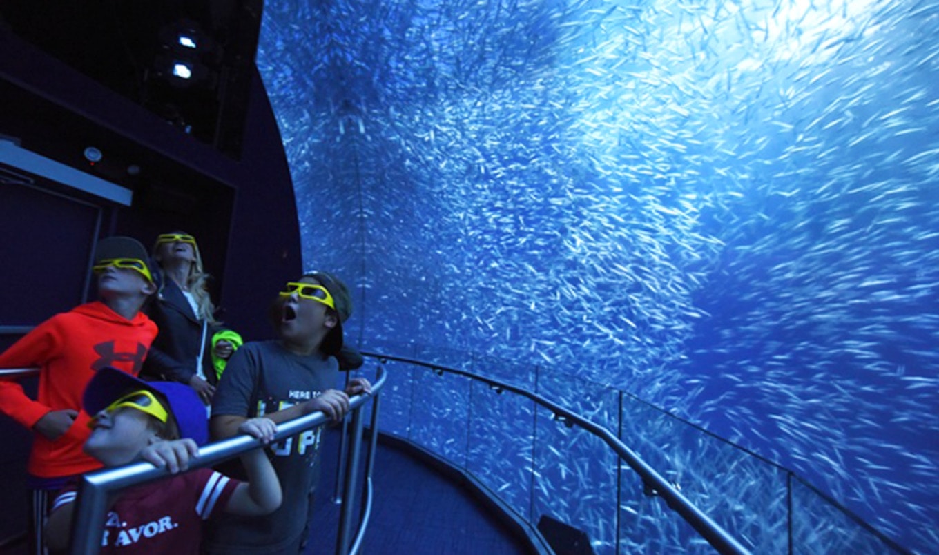 Vegan Prince Brings Fish-Free Aquarium to Saudi Arabia