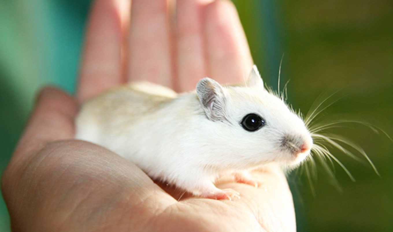 University Develops Virtual Rats to End Animal Testing