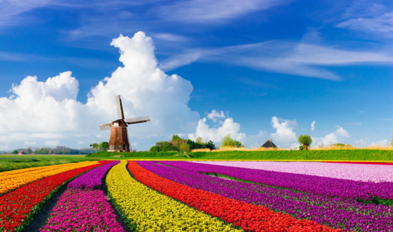 Netherlands Aims to Shift to 60 Percent Plant-Based