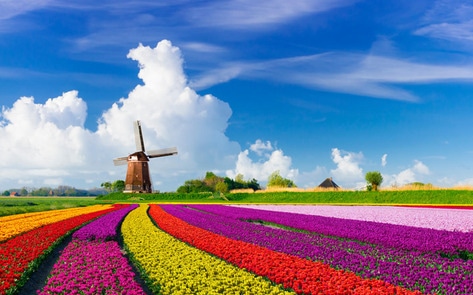 Netherlands Aims to Shift to 60 Percent Plant-Based
