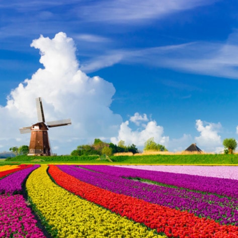 VegNews.Netherlands.VND