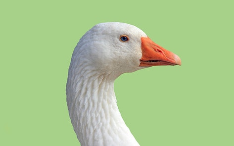 Postmates Ends Deliveries of Foie Gras