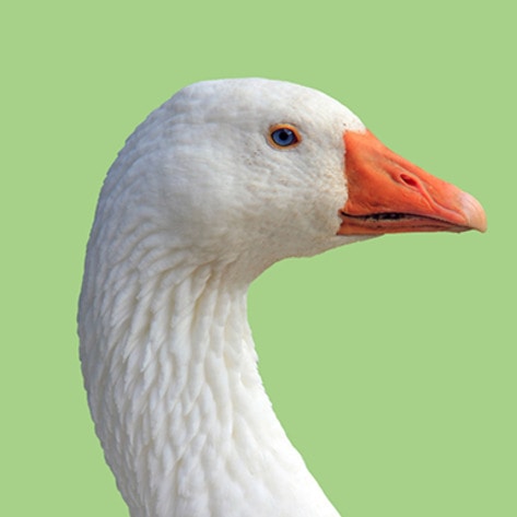 VegNewsGoose3