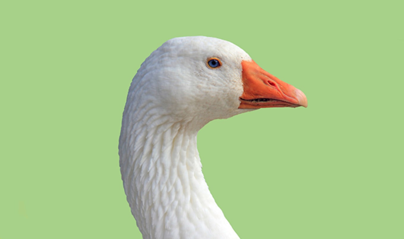 Postmates Ends Deliveries of Foie Gras