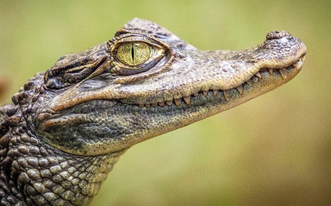 50 Crocodiles Saved from Slaughter at London Airport