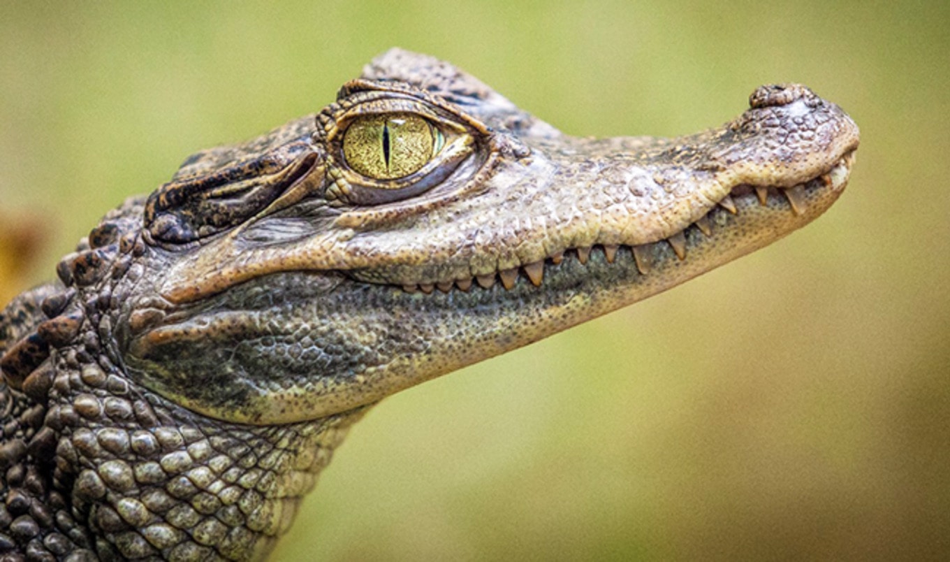 50 Crocodiles Saved from Slaughter at London Airport