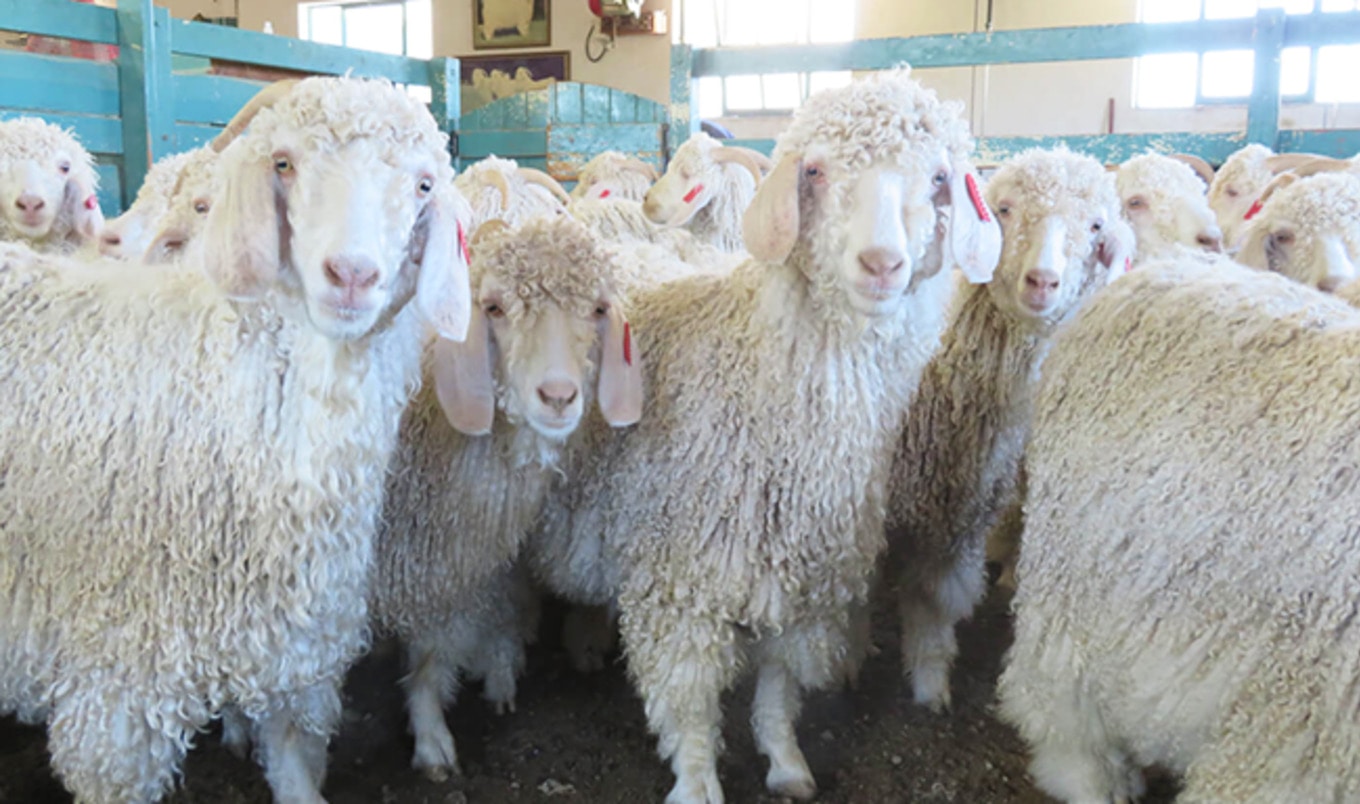 Fashion Brands Anthropologie and Express Ban Mohair
