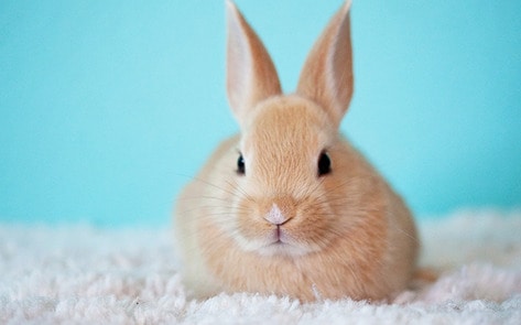 Virtual Reality Program Lets People Talk to Animals
