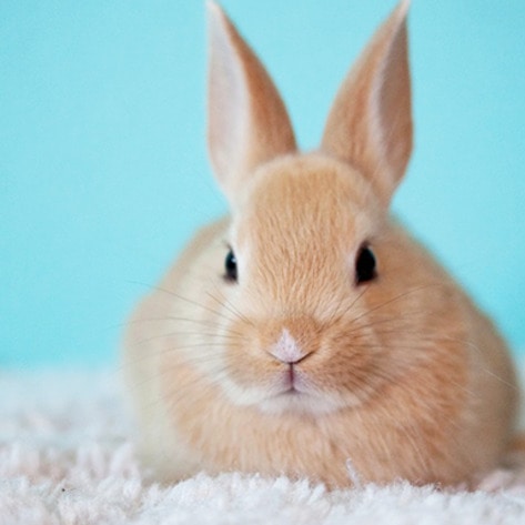 VegNewsBunny5