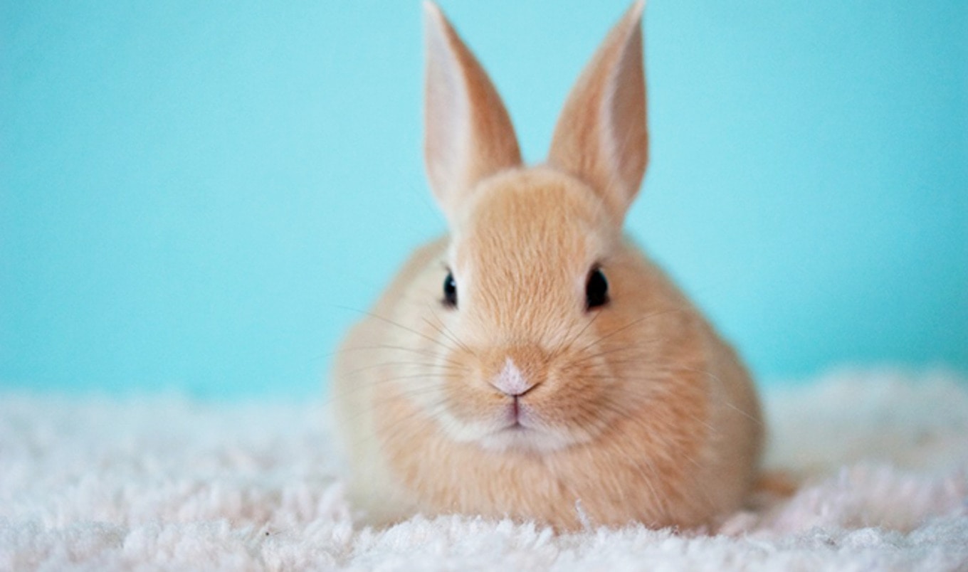Virtual Reality Program Lets People Talk to Animals
