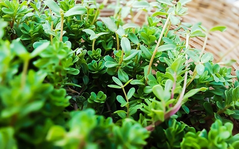 VegNewsBasketPlants