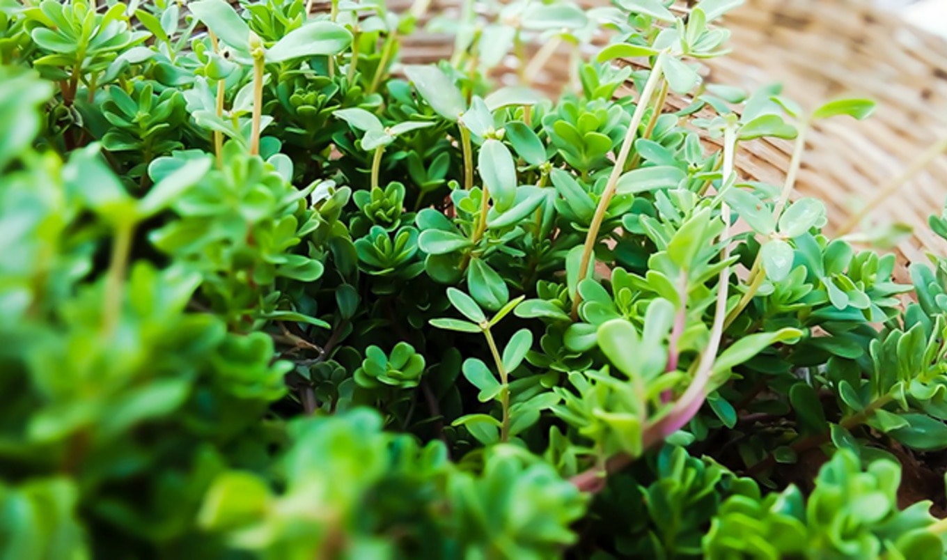 Researchers Uncover Plant-Based B12 Breakthrough