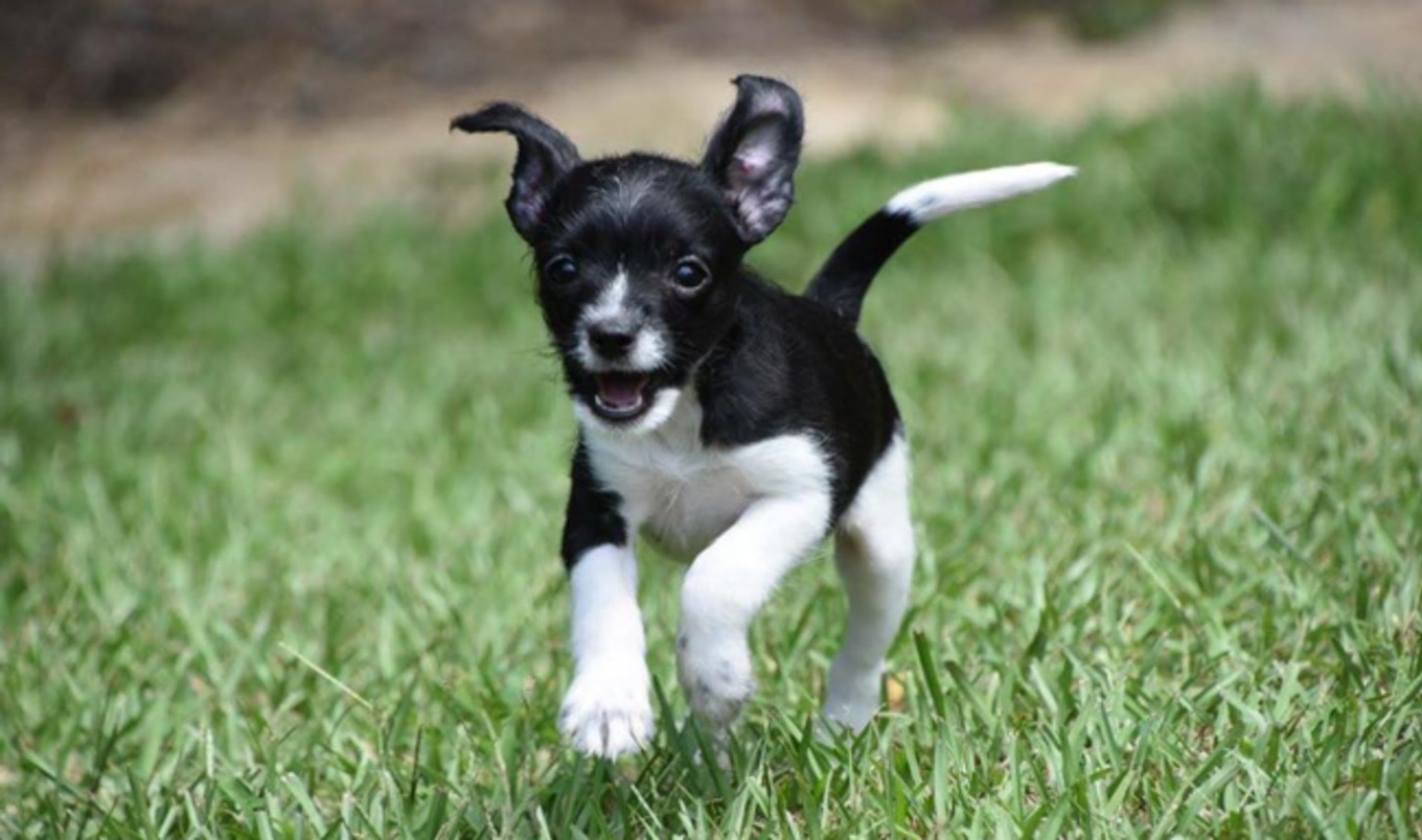 Animal Sanctuary in Mississippi Gets a Facelift VegNews