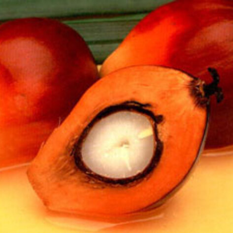 Sustainable Palm Oil