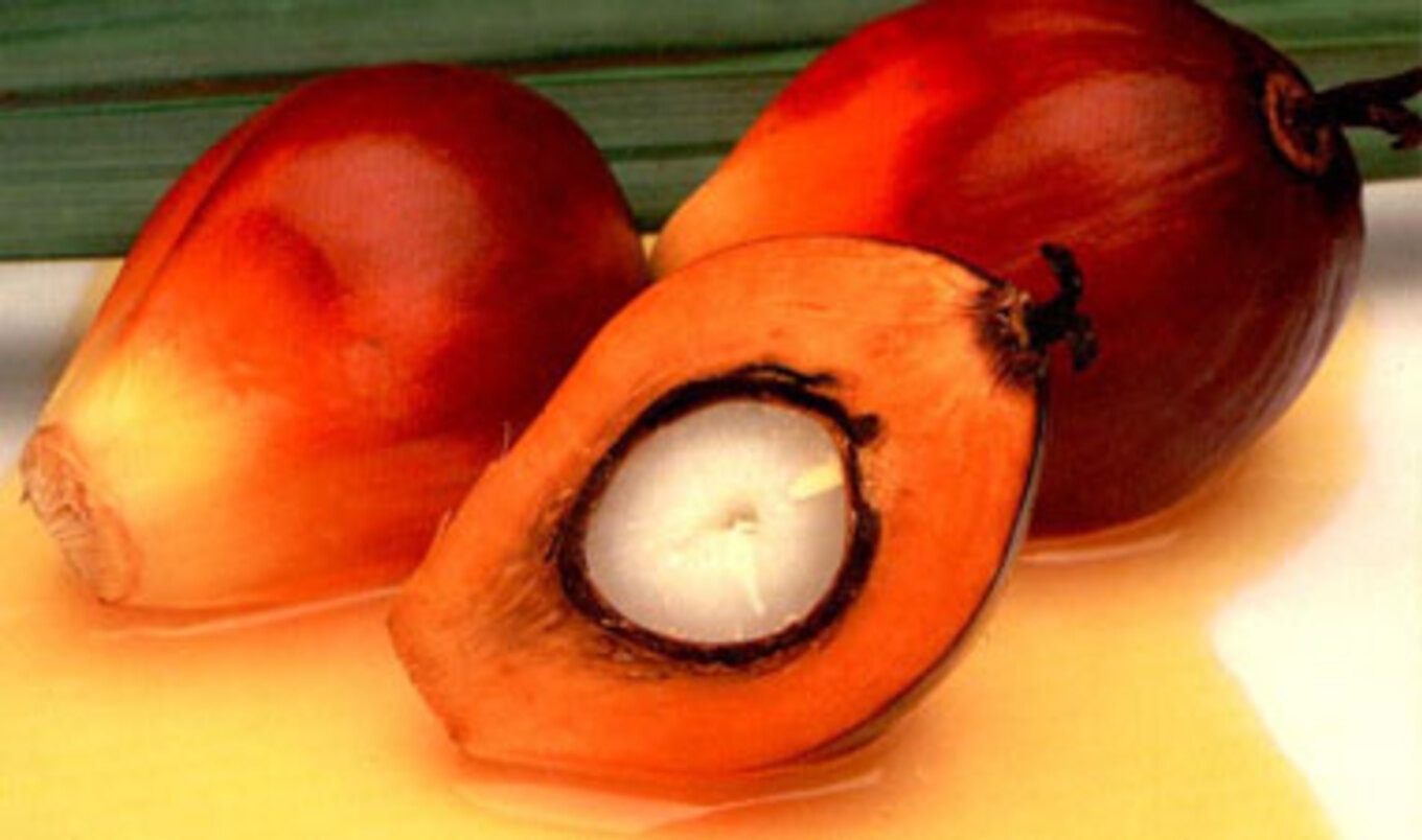 Sustainable Palm Oil