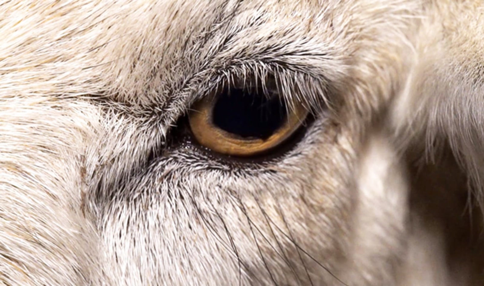 Groundbreaking Film Dominion to Debut Online Worldwide