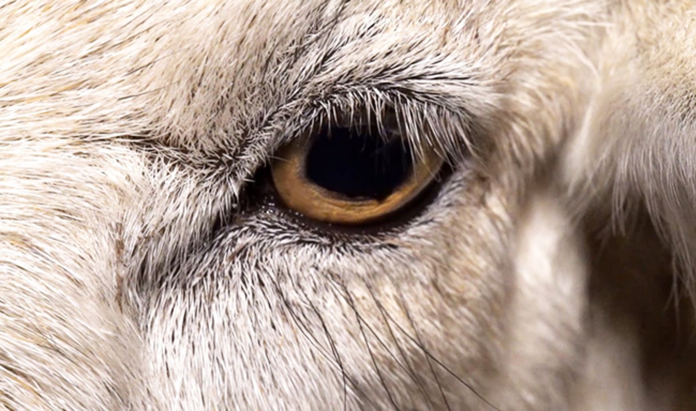 Groundbreaking Vegan Film <i>Dominion</i> Announces US Debut